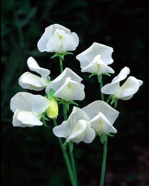 Product showcase image from staged upload