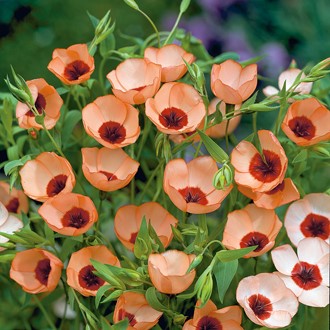 Linum grandiflorum Salmon