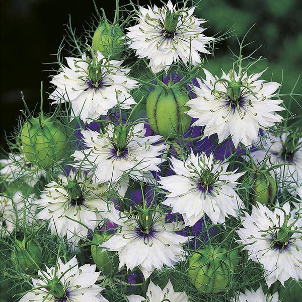 Nigella damascena Miss Jekyll Alba