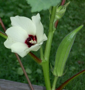 okra_clemson_spine