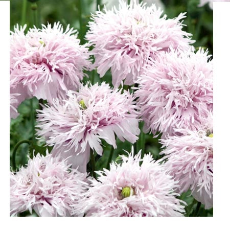 Product showcase image from staged upload