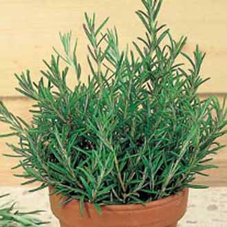 Product showcase image from staged upload