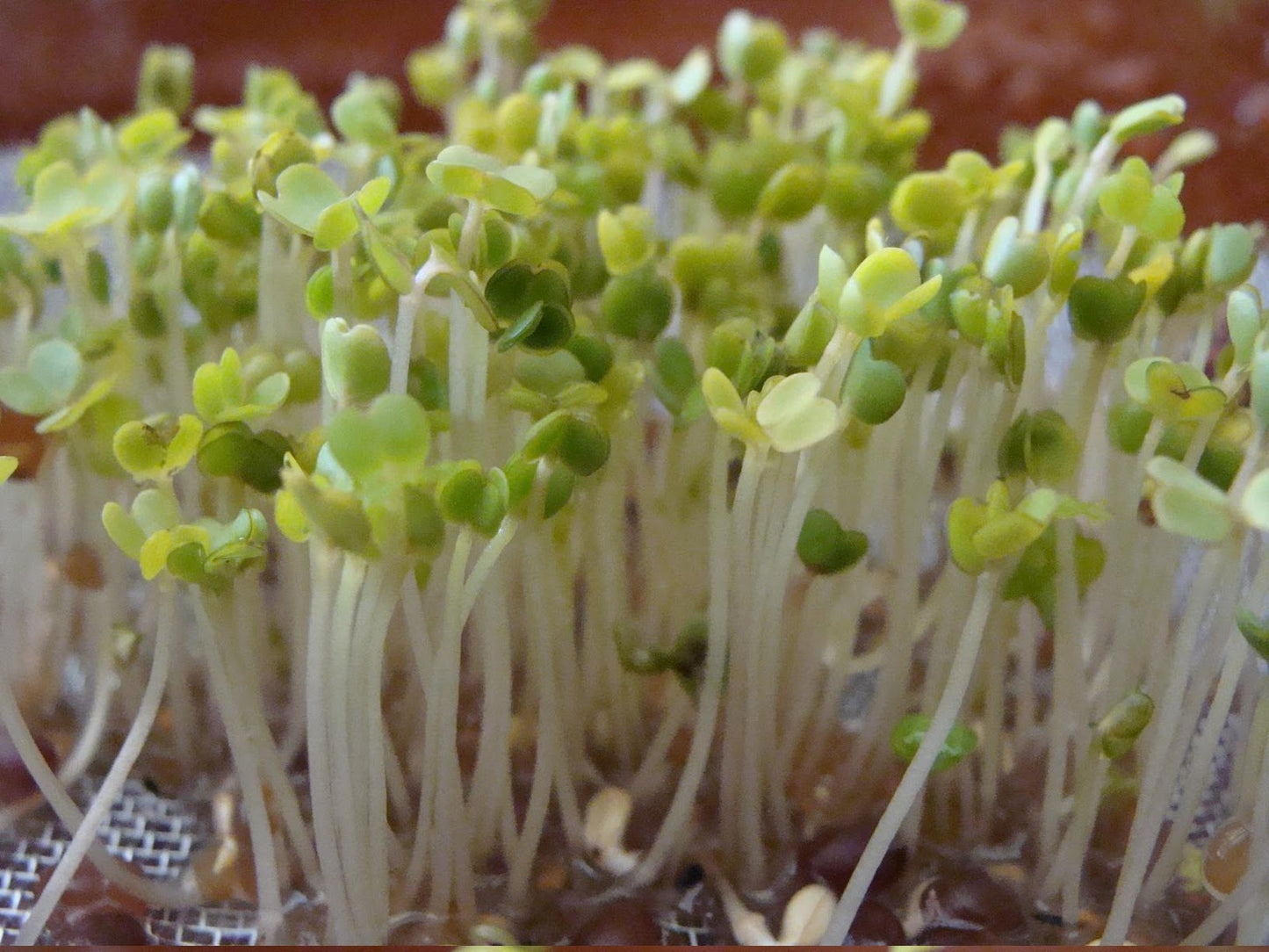 Rucola spruitzaden BIO