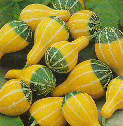 Kalebas Pear Striped Bicolor