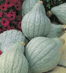 Pompoen_Hubbard_Blue