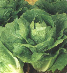 Sla Bindsla Winter Density