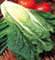 Sla Bindsla Lobjoits Green Cos