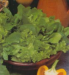 Sla Bladsalade groen gemengd