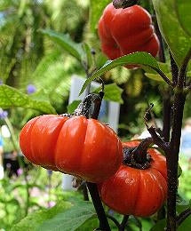 Solanum aethiopicim