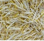 Mung Boon Taugé Spruitzaden ca. 100 gr.