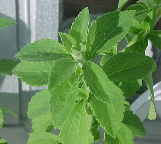Stevia_Honingkruid
