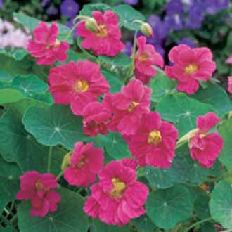 Tropaeolum minus Jewel Cherry Rose